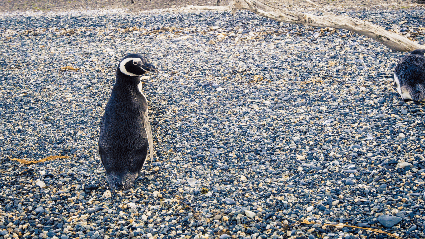 Walk with Penguins - Imagen 3