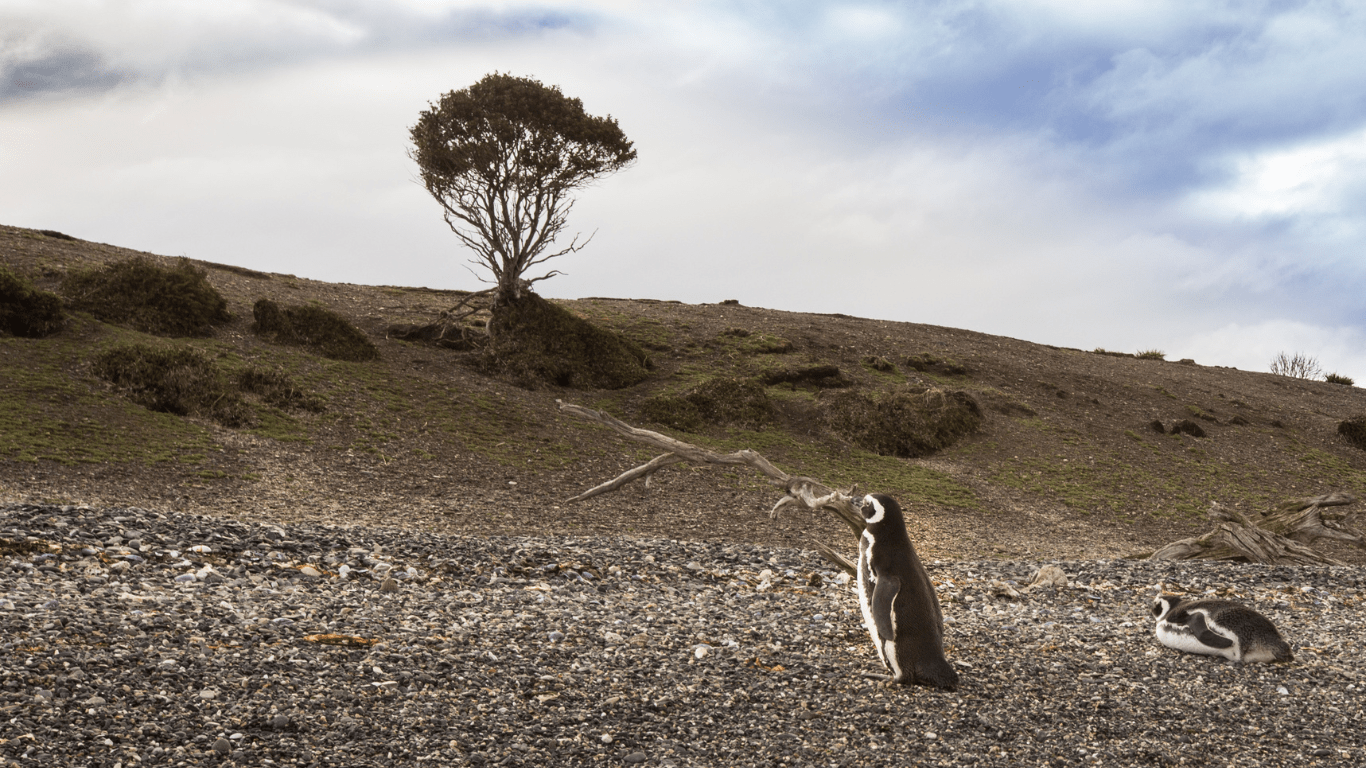 Walk with Penguins - Imagen 4