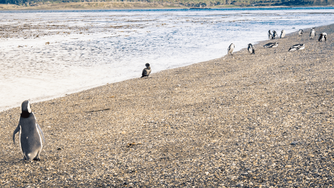 Walk with Penguins - Imagen 5