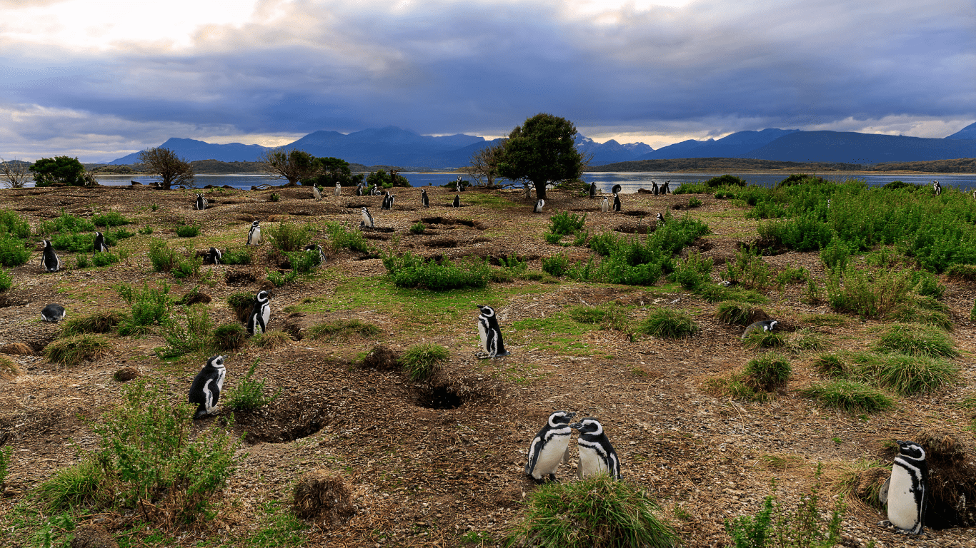 Walk with Penguins - Imagen 2