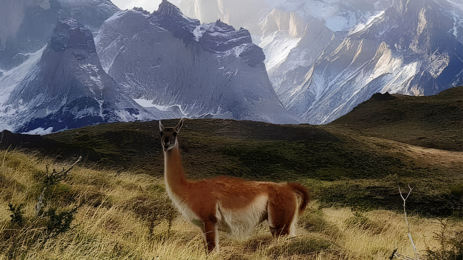 FD TORRES DEL PAINE BUS CONVENCIONAL - Imagen 3