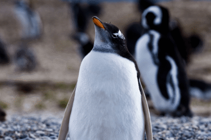 Walk with Penguins