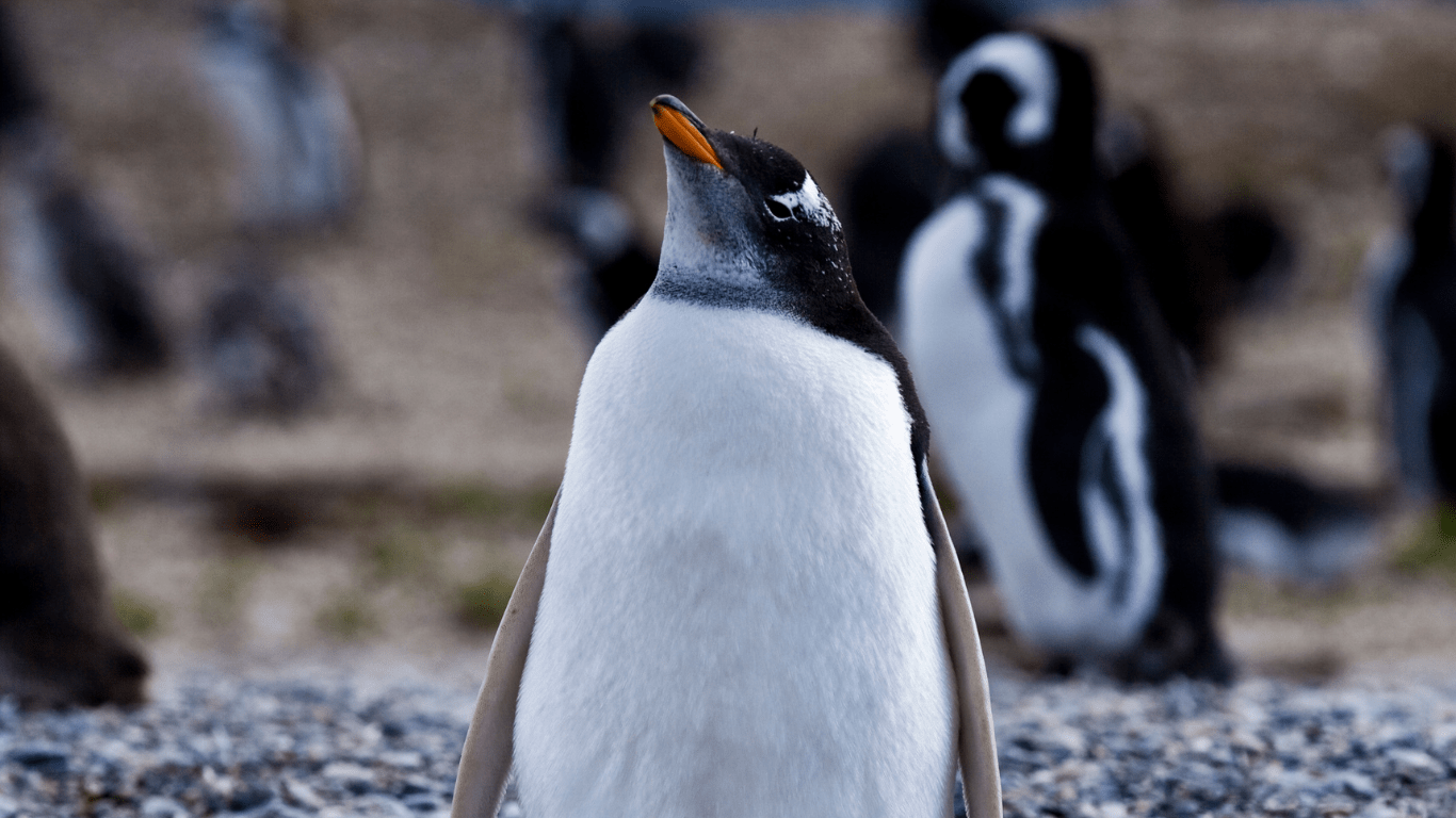 Walk with Penguins