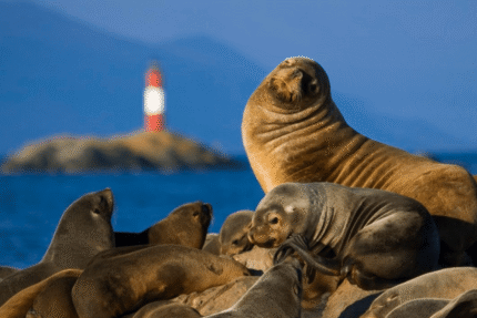 Canal Beagle Isla de los Lobos